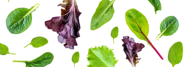 Collezione Foglie Insalata Miscela Insalata Con Rucola Frisee Radicchio Lattuga — Foto Stock