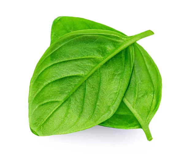 Beyaz arka planda izole edilmiş taze fesleğen yaprağı, yakın plan. Fesleğen kabuğu.