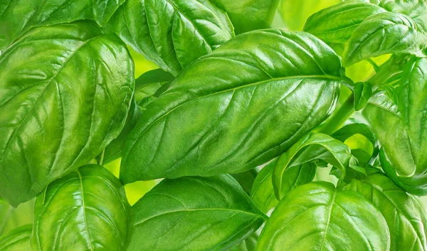 Fresh green basil leaves as a background, top view. Basil herb macro. Basil leaves wallpaper