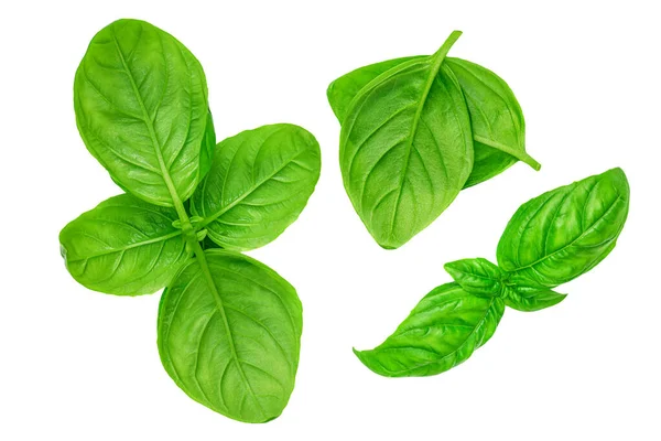 Fresh Basil Leaf Isolated White Background Close Basil Herb Top — Stock Photo, Image