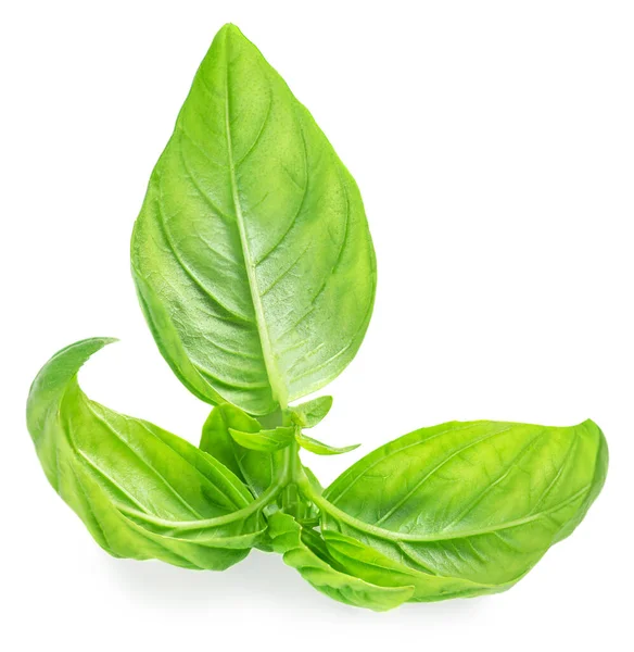 Fresh Green Basil Leaves Isolated White Background Top View Basil — Stock Photo, Image