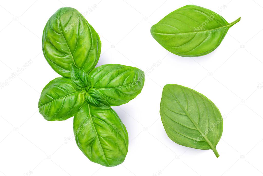 Fresh basil leaf isolated on white background, close up. Basil herb  top view set