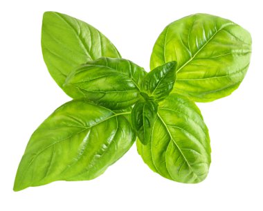Basil izole edildi. Beyaz üzerine yeşil fesleğen yaprağı. Kapat.