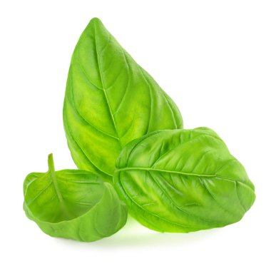 Basil izole edildi. Beyaz üzerine yeşil fesleğen yaprağı. Kapat.