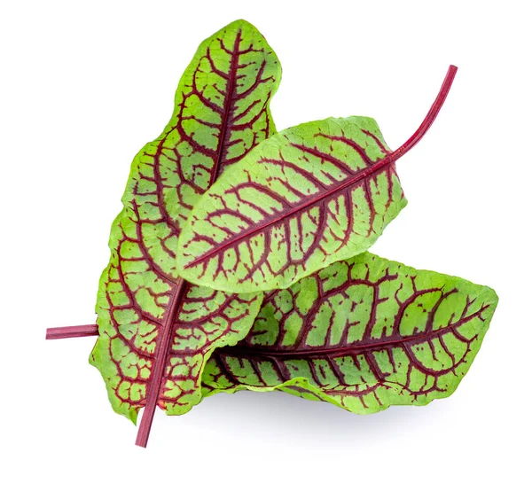 Verse Bietenbladeren Geïsoleerd Witte Achtergrond Salade Leaf Ingrediënt Close — Stockfoto