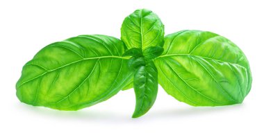 Beyaz arka planda taze yeşil fesleğen yaprakları, üst manzara. Fesleğen 