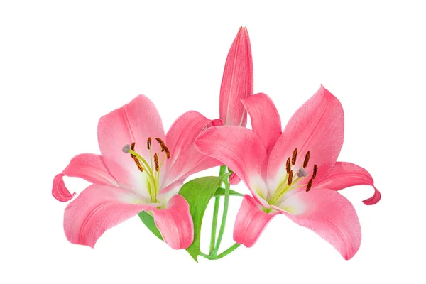 Rosa Lily Blomma Isolerad Vit Bakgrund Vackert Anbud Lill — Stockfoto