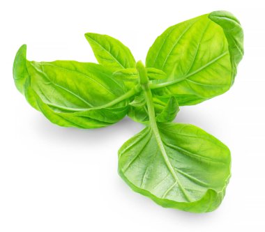 Beyaz arkaplanda taze fesleğen yaprakları. 