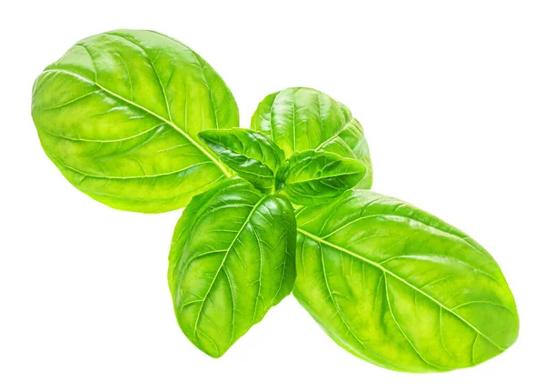 Fresh Basil Leaves Isolated White Background — Stock Photo, Image