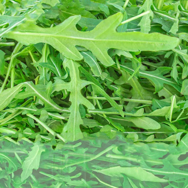 Erba Rucola Come Sfondo Insalata Rucola Fresca Verde Foglia Rucola — Foto Stock