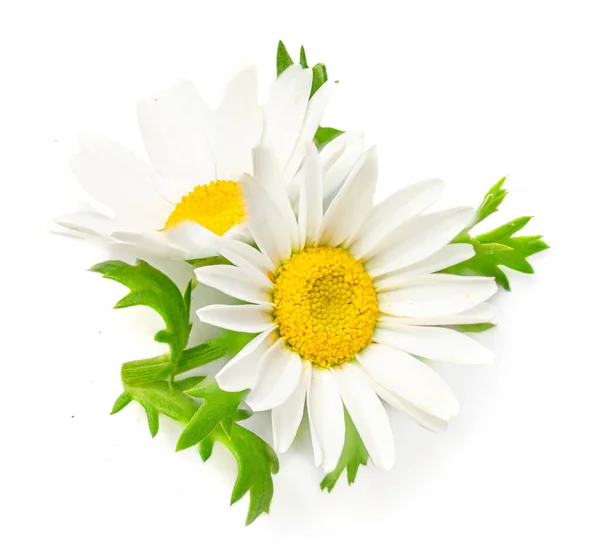 Camomila Flores Camomila Isoladas Sobre Fundo Branco Daisy Macro Chá — Fotografia de Stock