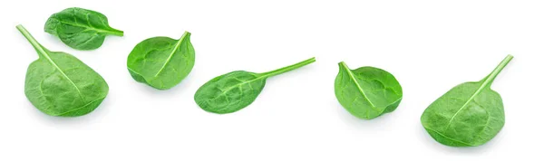 Flying Spinach Leaves Isolated White Background Spinach Leaf Collection Top — Stock Photo, Image