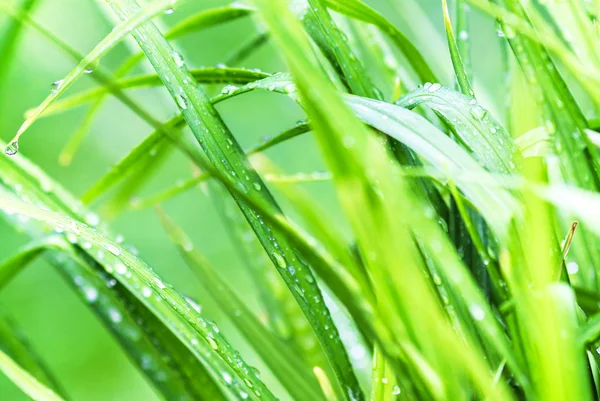 Zielona trawa tło makro — Zdjęcie stockowe
