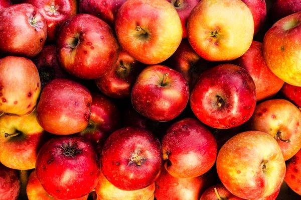 Ripe red apples — Stock Photo, Image