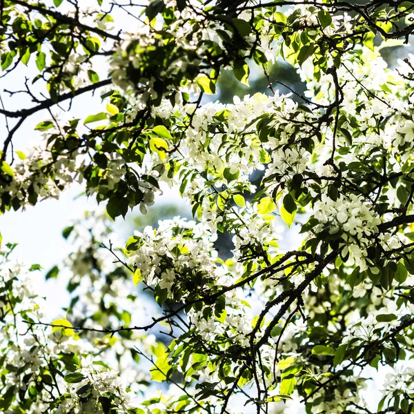 Spring blossoming tree — Stock Photo, Image