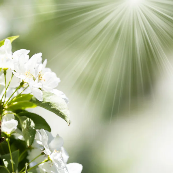 Flores de las flores de cerezo — Foto de Stock