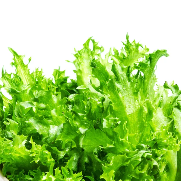 Taze yeşil marul salatası yaprakları — Stok fotoğraf