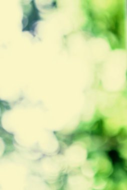 Doğal yeşil ve sarı güneş ışınları arka plan