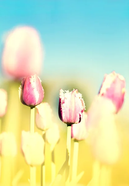 Tulipány na rozmazané pozadí — Stock fotografie