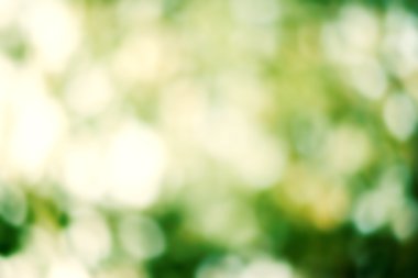 Yaz doğal yeşil arka plan bulanık