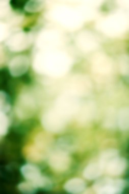 Yaz doğal yeşil arka plan bulanık