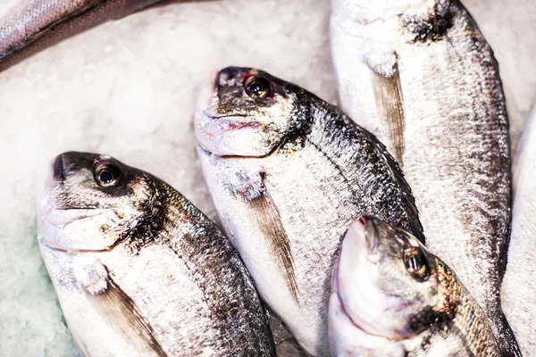 Fresh fish on ice at the market — Stock Photo, Image