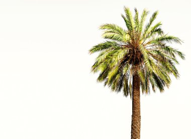 tropik palmiye ağacı