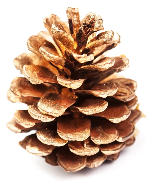 Golden pine cone — Stock Photo, Image