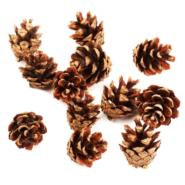 Set di coni di pino — Foto Stock