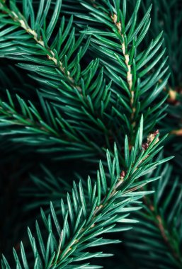 Noel ağacı arka planı