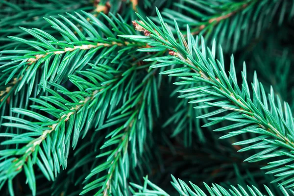 Árbol de Navidad fondo — Foto de Stock