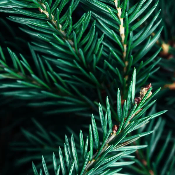 Árbol de Navidad fondo — Foto de Stock