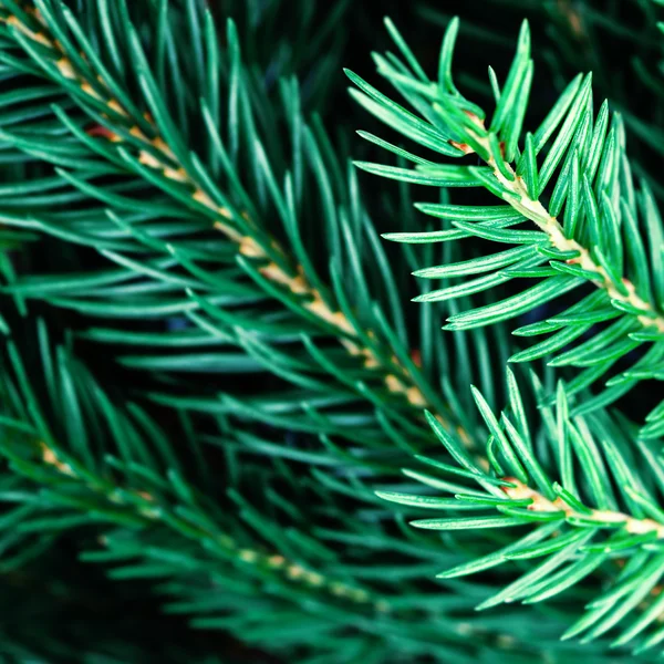 Árbol de Navidad fondo — Foto de Stock