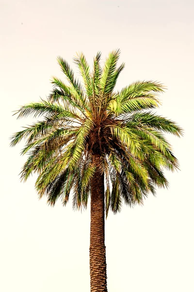 Пальма в тропиках — стоковое фото