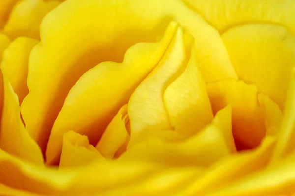 Rose in macro — Stock Photo, Image