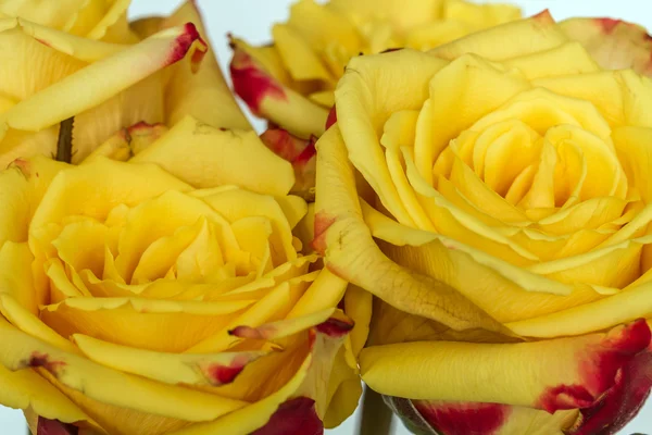 Deux roses jaunes — Photo