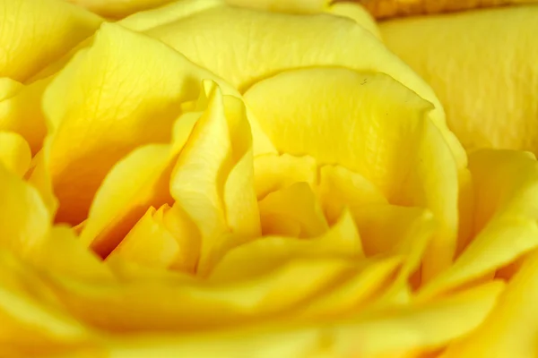 Macro rose jaune — Photo