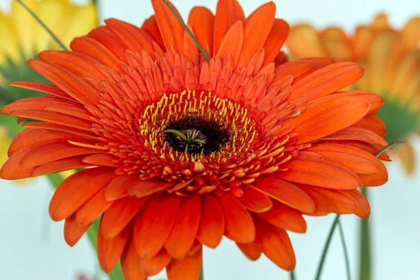 One red gerberas — Stock Photo, Image