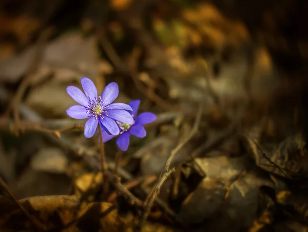 Violet växer i skogen — Stockfoto