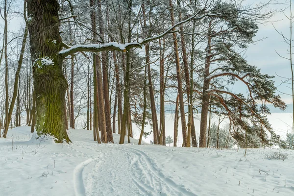 Белый лес зимой — стоковое фото