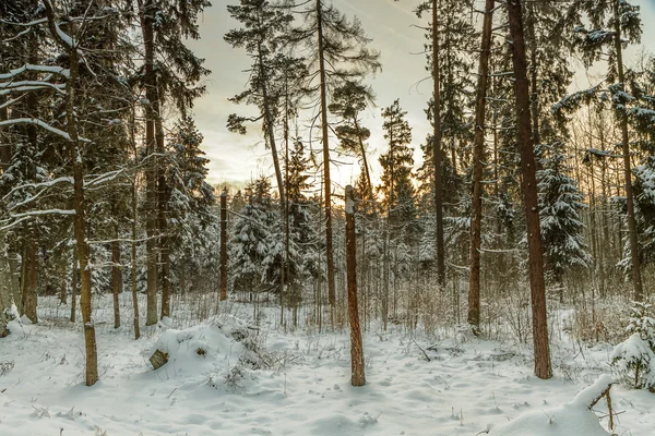 Sunset in forest — Stock Photo, Image