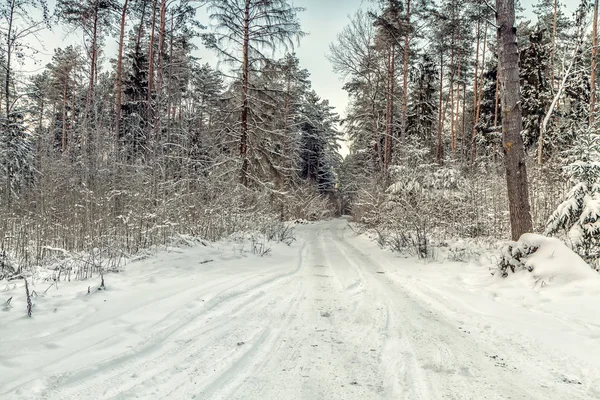 冬の白い森 — ストック写真