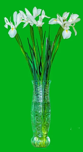 Birçok Iris Vazoda beyaz — Stok fotoğraf