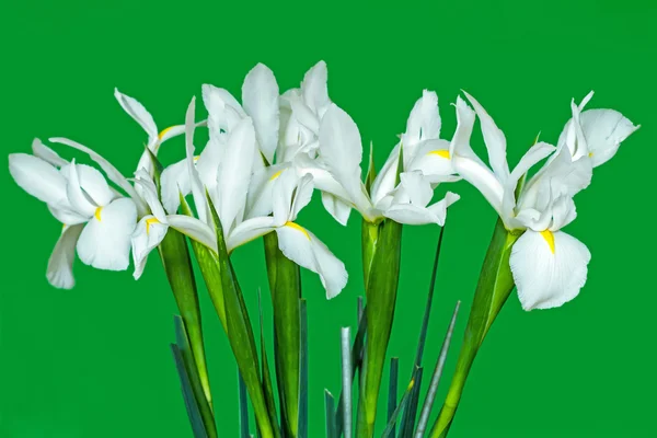 Yeşil zemin çiçek Iris — Stok fotoğraf