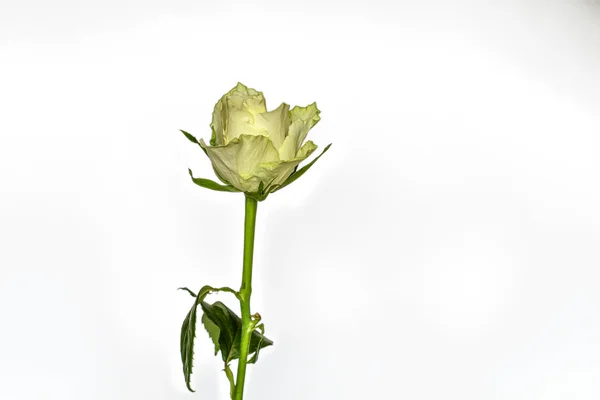 Une rose sur fond blanc — Photo