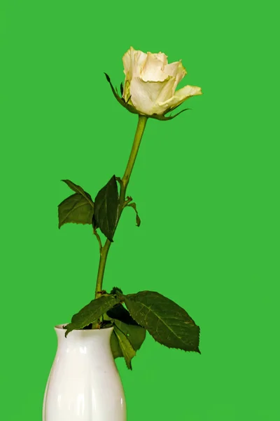 Une rose en vert — Photo