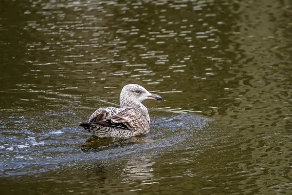 Gaivota nada no lago — Fotografia de Stock