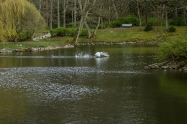 Kuğu Gölü akıyor