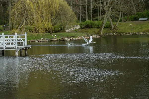 Cisne fluye a través del lago parque —  Fotos de Stock