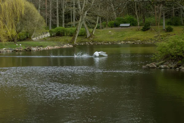 Cisne fluye a través del lago —  Fotos de Stock